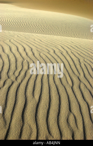 Dunes de sable, Raabjerg mile, Skagen, Danemark Banque D'Images