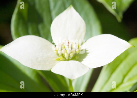 Cornouiller Cornus canadensis cornouiller du Canada-- pendant le printemps Banque D'Images