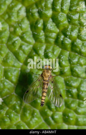 Snipe Fly Chrysopilus cristatus, Pays de Galles, Royaume-Uni. Banque D'Images