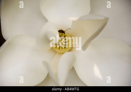 Magnolia Blossom Mississippi Banque D'Images