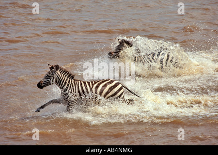 Les zèbres des plaines traversant la rivière Mara infestée de crocodiles pendant la migration annuelle dans la réserve de Masai Mara. Banque D'Images
