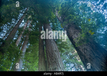 Redwood Forest à la Californie, à la hausse Banque D'Images