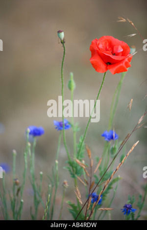 Pavot d'Orient avec un baccalauréat en floraison bouton field, en Californie Banque D'Images