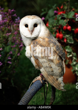 Une chouette effraie assis sur un perchoir dans un jardin. Banque D'Images
