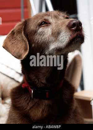 Un bâtard à la hausse. Banque D'Images