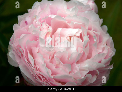 Paeonia Sarah Bernhardt (pinkflower) Banque D'Images