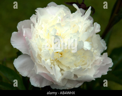 Paeonia Sarah Bernhardt (fleur blanche) Banque D'Images