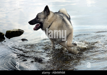 Chien Elkhound norvégien heureux de s'éclabousser dans l'eau Banque D'Images