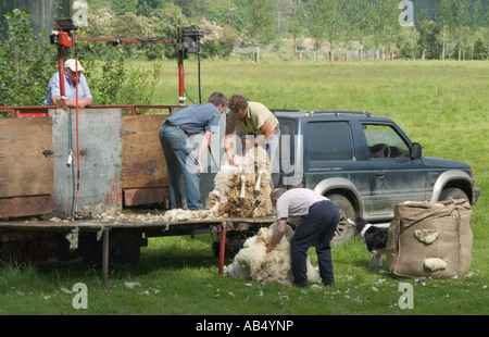 La tonte des moutons le comté de Wicklow, Irlande Banque D'Images