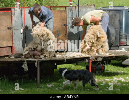 La tonte des moutons le comté de Wicklow, Irlande Banque D'Images