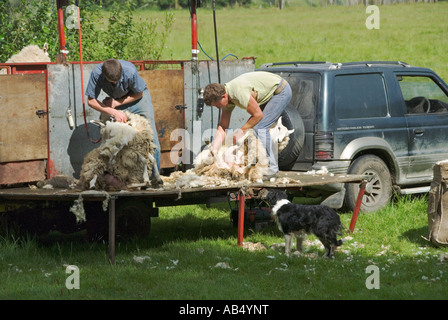 La tonte des moutons le comté de Wicklow, Irlande Banque D'Images