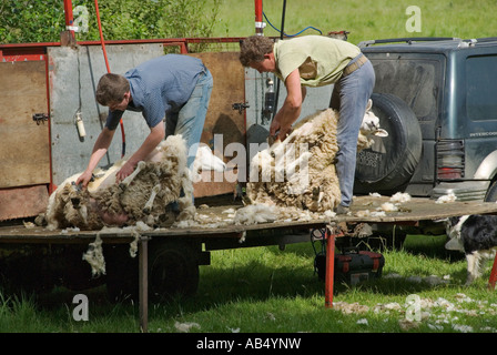 La tonte des moutons le comté de Wicklow, Irlande Banque D'Images