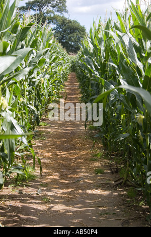 Labyrinthe de maïs à Metton Norfolk UK Banque D'Images