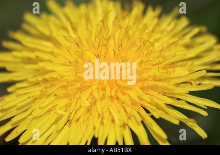 Fleur de pissenlit Taraxacum officinale Banque D'Images