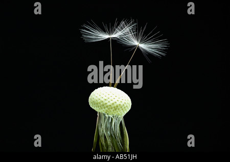 Graines de pissenlit Taraxacum officinale Banque D'Images