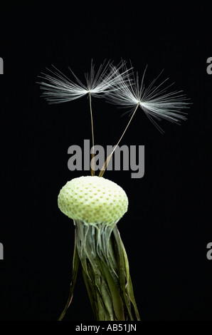 Graines de pissenlit Taraxacum officinale Banque D'Images