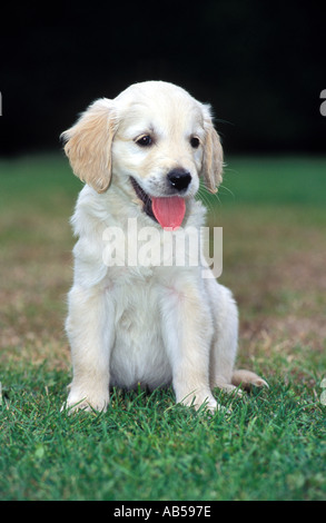 Guide du stagiaire de chien, au Royaume-Uni. Banque D'Images