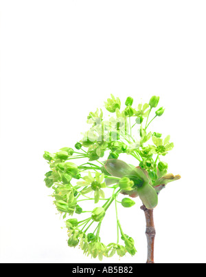 Portrait de bourgeons d'érable au printemps Banque D'Images