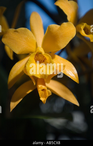 Photo Gros plan d'orchidées jaunes Banque D'Images