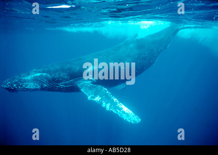Baleine à bosse Megaptera novaeangliae Pacifique Nord Banque D'Images