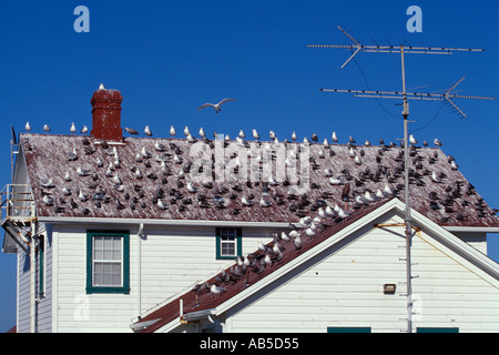 Flock of seagulls sur toit de l'US Coast Guard résidence à Point Wilson Lighthouse Port Townsend Washington Banque D'Images