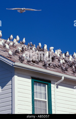 Flock of seagulls sur toit de l'US Coast Guard résidence à Point Wilson Lighthouse Port Townsend Washington Banque D'Images