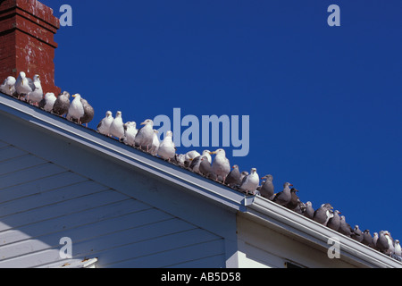 Flock of seagulls sur toit de l'US Coast Guard résidence à Point Wilson Lighthouse Port Townsend Washington Banque D'Images