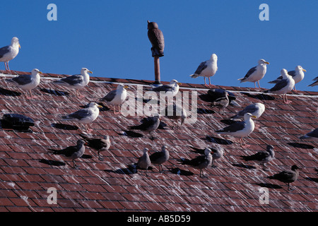 Flock of seagulls sur toit de l'US Coast Guard résidence à Point Wilson Lighthouse Port Townsend Washington Banque D'Images