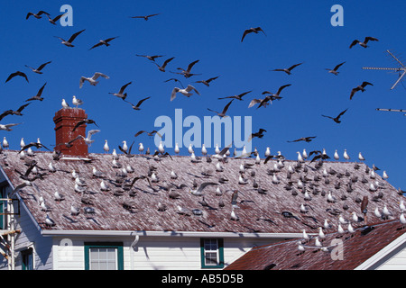 Flock of seagulls sur toit de l'US Coast Guard résidence à Point Wilson Lighthouse Port Townsend Washington Banque D'Images