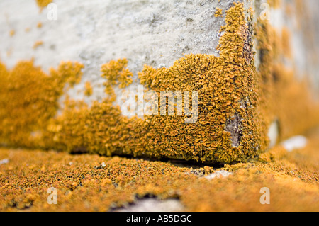 Libre de lichens poussant sur une pierre tombale Banque D'Images