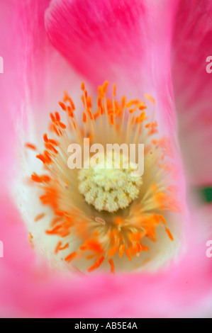 Close up pavot Papaver Banque D'Images