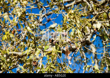 Boab arbres bouteille australienne rupestre Brachychiton Banque D'Images