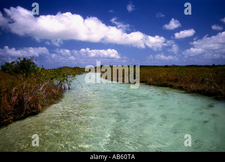 Les mangroves, les mangroves, les zones humides, mangroves, stand des zones humides, habitats fauniques, Sian Ka'an de la biosphère, de l'état de Quintana Roo, Yucatan, Mexique Banque D'Images