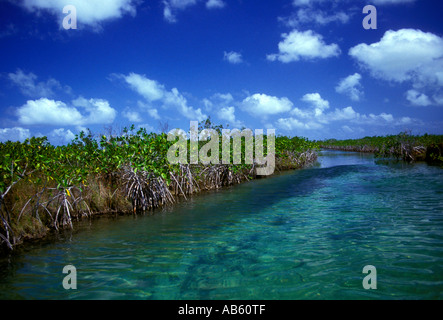 Les mangroves, les mangroves, les zones humides, mangroves, stand des zones humides, habitats fauniques, Sian Ka'an de la biosphère, de l'état de Quintana Roo, Yucatan, Mexique Banque D'Images