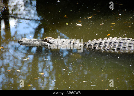 Aligator au Lowry Park Zoo Tampa Florida FL voté le numéro un zoo dans la United States Banque D'Images