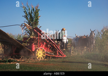 Les récoltes des agriculteurs Amish avec maïs moissonneuse-batteuse à cheval le comté de Lancaster en Pennsylvanie Banque D'Images