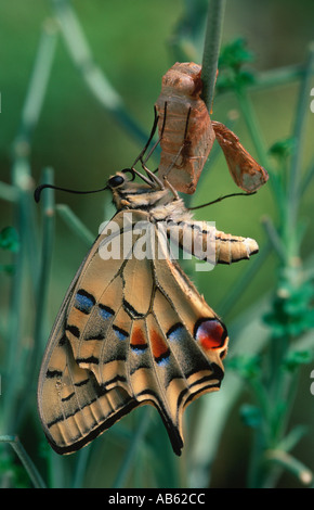 Nouveau-né Swallowtail butterfly Papilio machaon ailes de séchage sur Ruta graveolens Banque D'Images