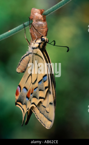 Nouveau-né Swallowtail butterfly Papilio machaon ailes de séchage sur Ruta graveolens Banque D'Images