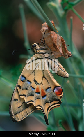 Nouveau-né Swallowtail butterfly Papilio machaon ailes de séchage sur Ruta graveolens Banque D'Images