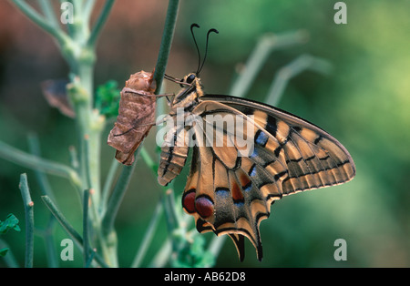 Nouveau-né Swallowtail butterfly Papilio machaon ailes de séchage sur Ruta graveolens Banque D'Images