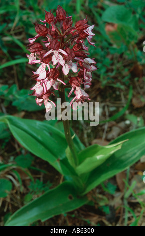 Orchidée Orchis purpurea plante entière Banque D'Images