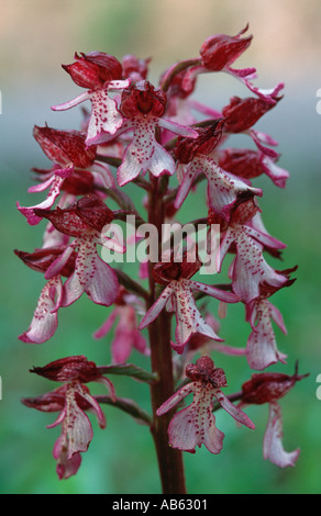 Orchidée Orchis purpurea inflorescence Banque D'Images