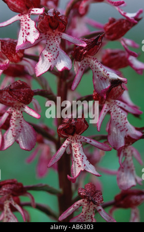 Orchidée Orchis purpurea fleurs détails Banque D'Images