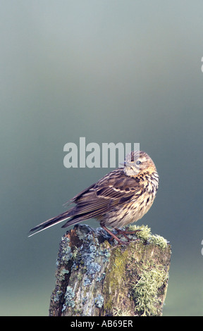 Meadow pipit spioncelle Anthus pratensis islay Ecosse Banque D'Images