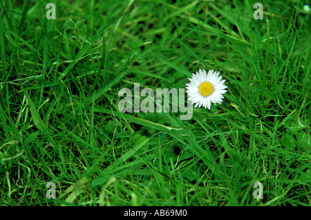 Une seule daisy on Green grass Banque D'Images