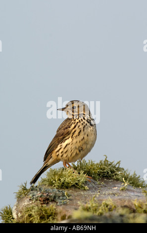 Meadow pipit spioncelle Anthus pratensis islay Ecosse Banque D'Images