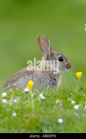 Baby rabbit oryctolagus cuniculussitting entre prairie des fleurs sur l'île d'Islay Ecosse Banque D'Images