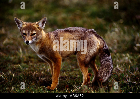 Le RENARD Pseudalopex culpaeus PARC NATIONAL TORRES DEL PAINE EN PATAGONIE CHILI Banque D'Images