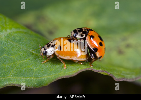 Spot Ladybird Adalia decempunctata 10 l'accouplement sur leaf bedfordshire potton Banque D'Images