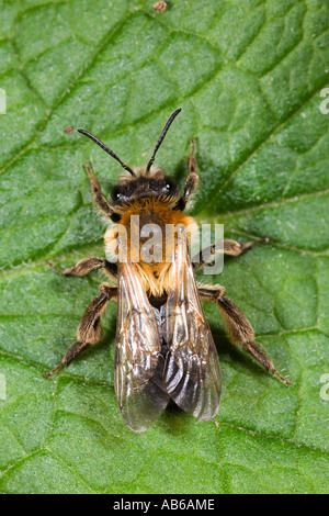 Abeille maçonne close up detail shot sur leaf bedfordshire potton Banque D'Images